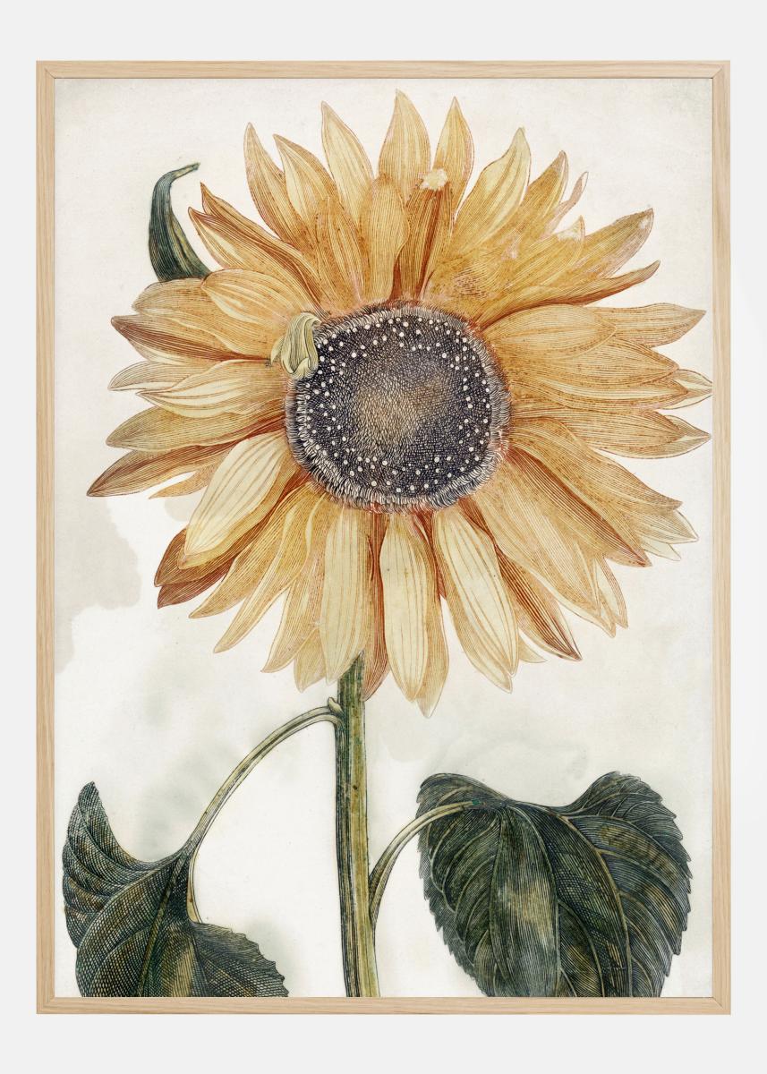 sunflower art