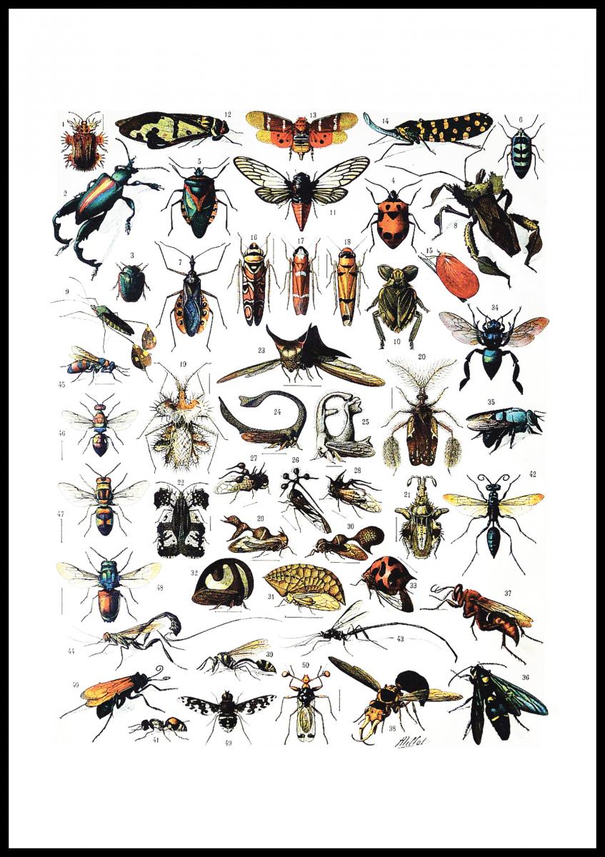 Buy Insects chart I Poster here BGASTORE.IE