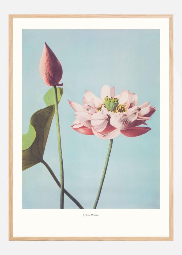 Bildverkstad Lotus Flowers Poster