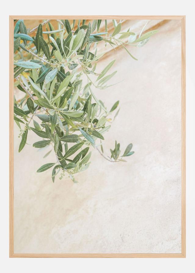 Bildverkstad Olive Tree Leaves Poster