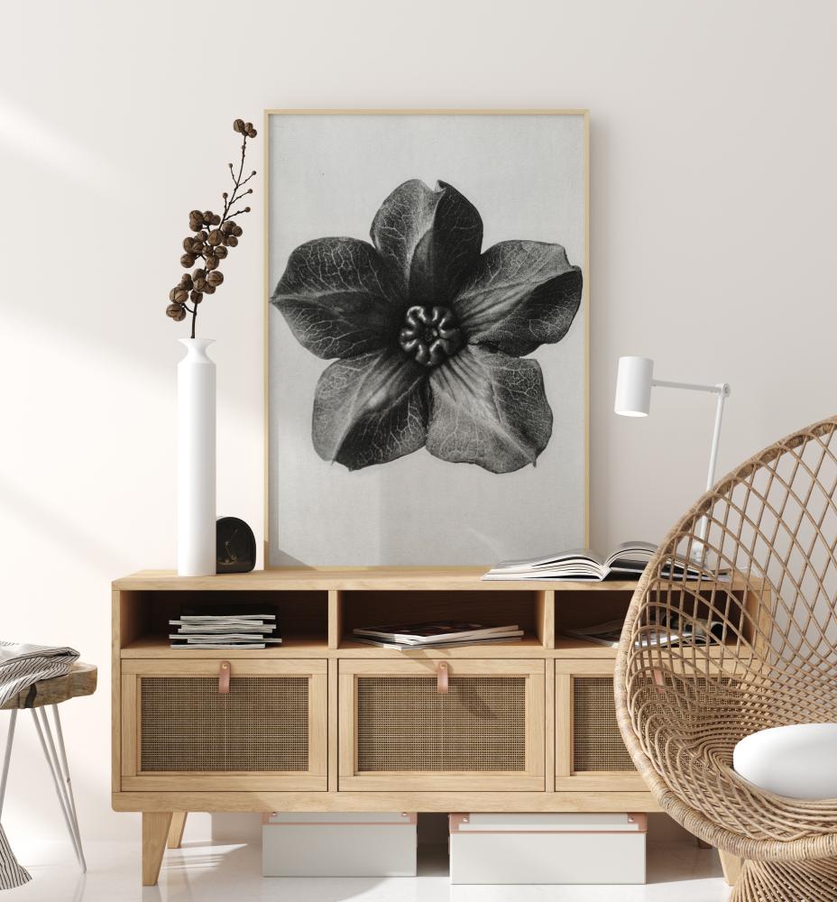 Bildverkstad Grey Flower III Poster