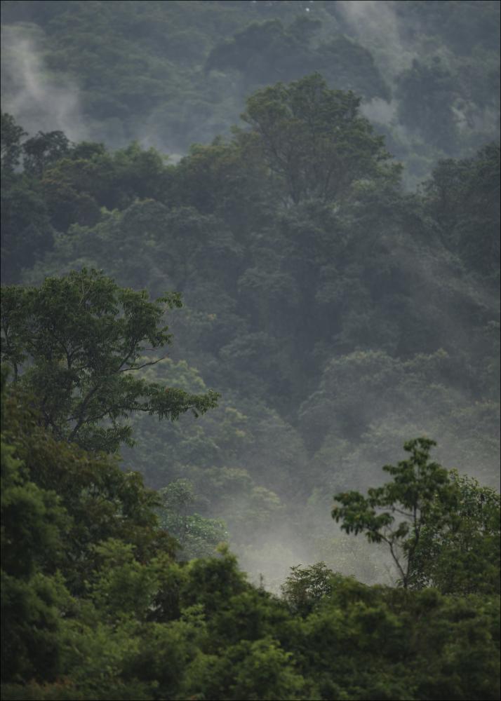 Bildverkstad Rainforest Poster