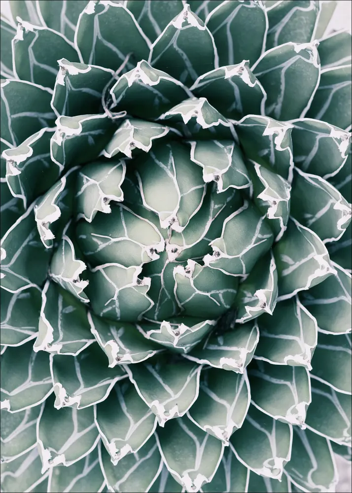 Bildverkstad Plant Poster
