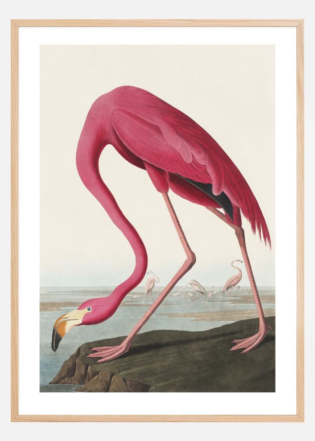 Bildverkstad American Flamingo Poster