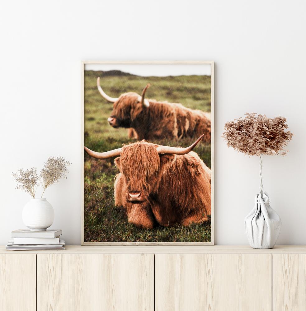 Bildverkstad Highland Cattle Poster