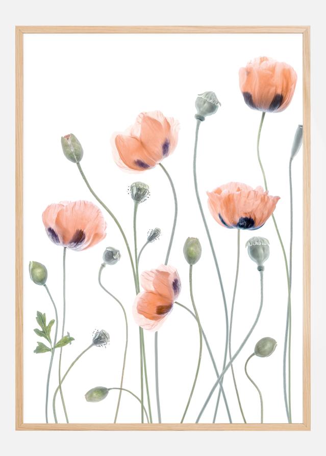 Bildverkstad Poppies Poster