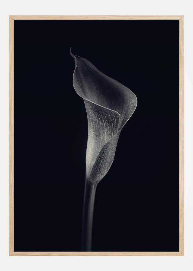 Bildverkstad Calla Lily Poster