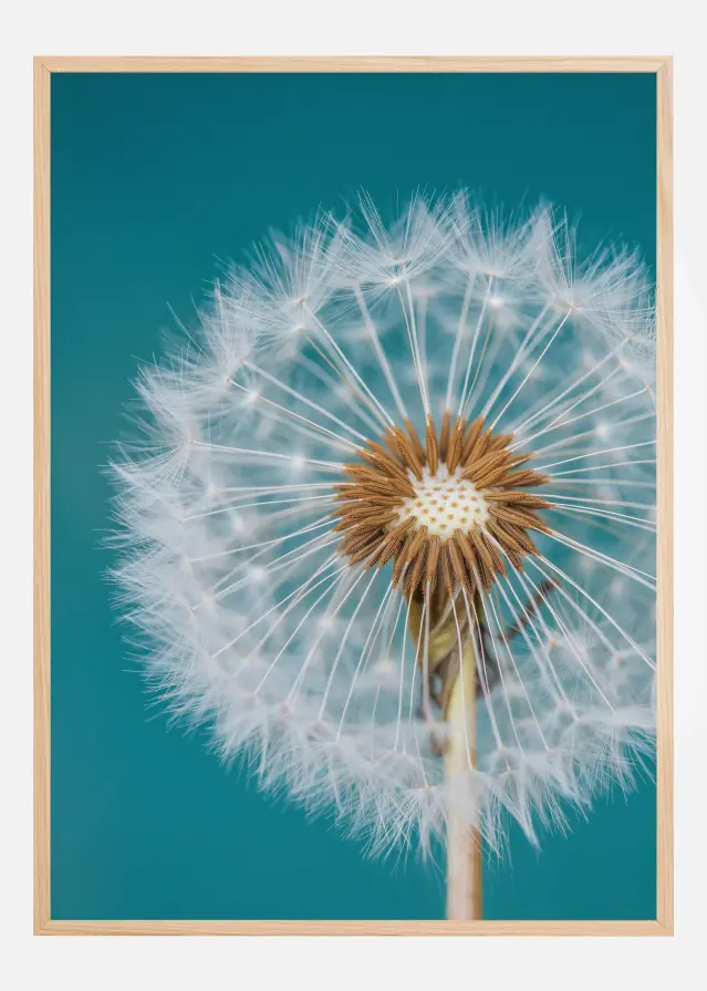 Bildverkstad Dandelion Macro Sky Poster