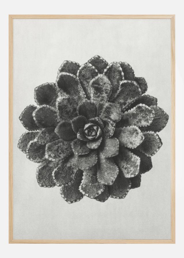 Bildverkstad Grey Flower II Poster