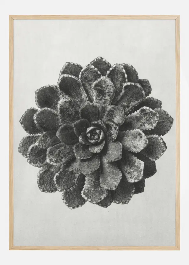 Bildverkstad Grey Flower II Poster