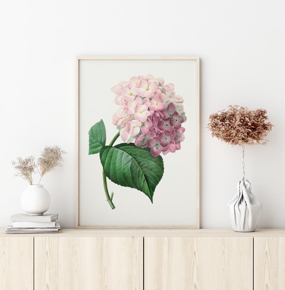 Bildverkstad Hydrangea Macrophylla Poster