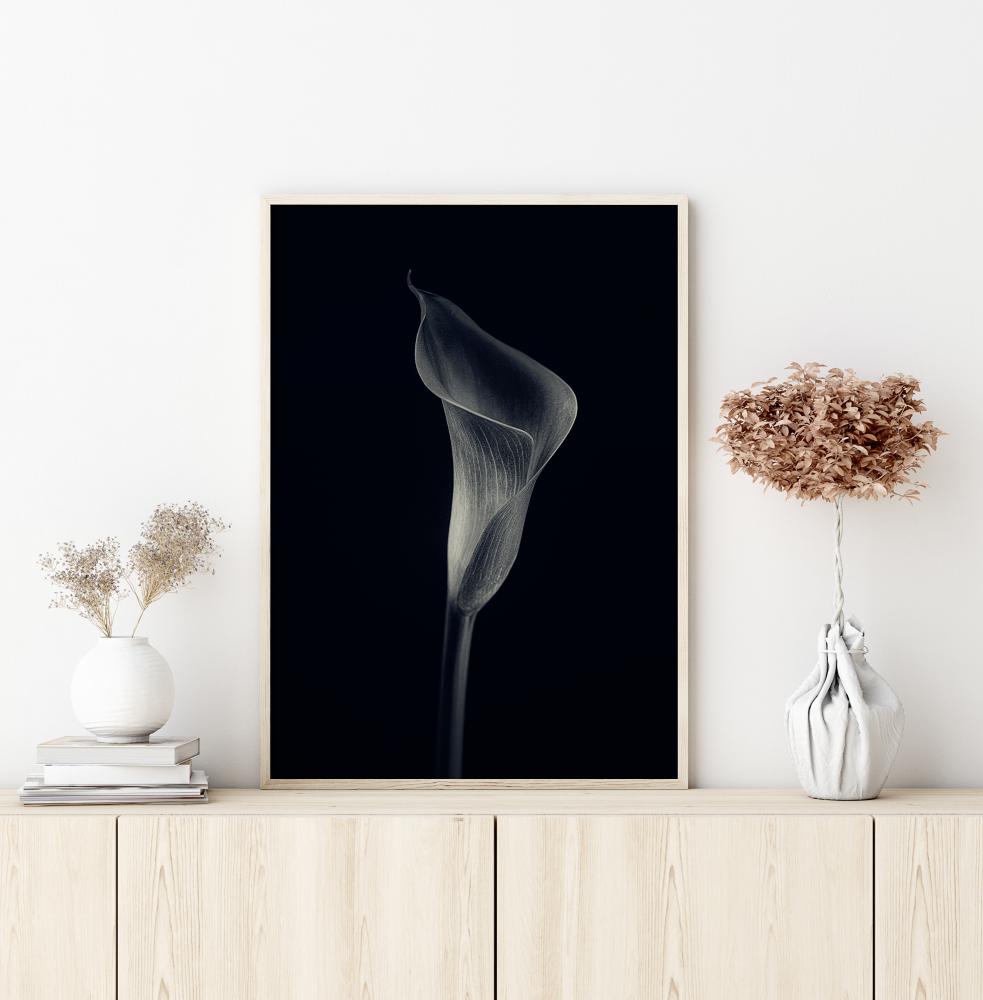 Bildverkstad Calla Lily Poster