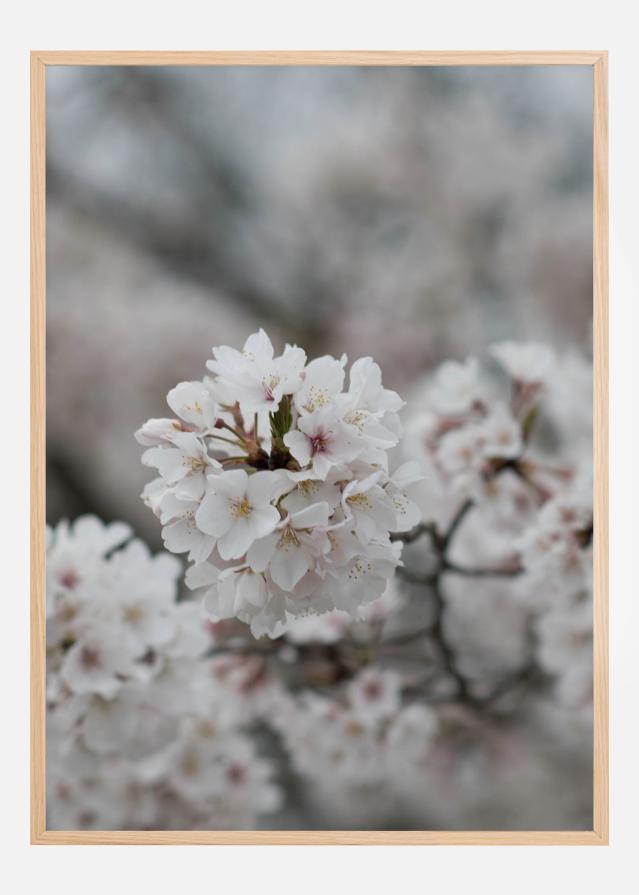 Bildverkstad Cherryblossom Poster