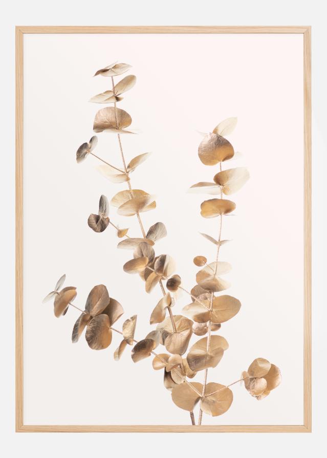 Bildverkstad Eucalyptus Gold II Poster