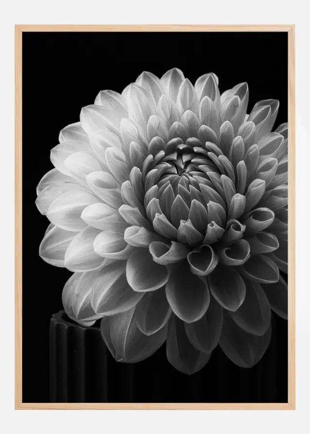 Bildverkstad Dahlia Poster