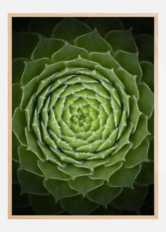 Bildverkstad Succulent Poster