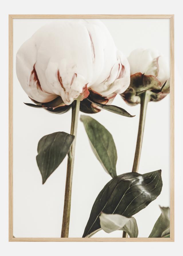 Bildverkstad Calm Peony II Poster