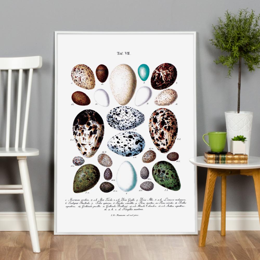 Bildverkstad Bird egg chart Poster