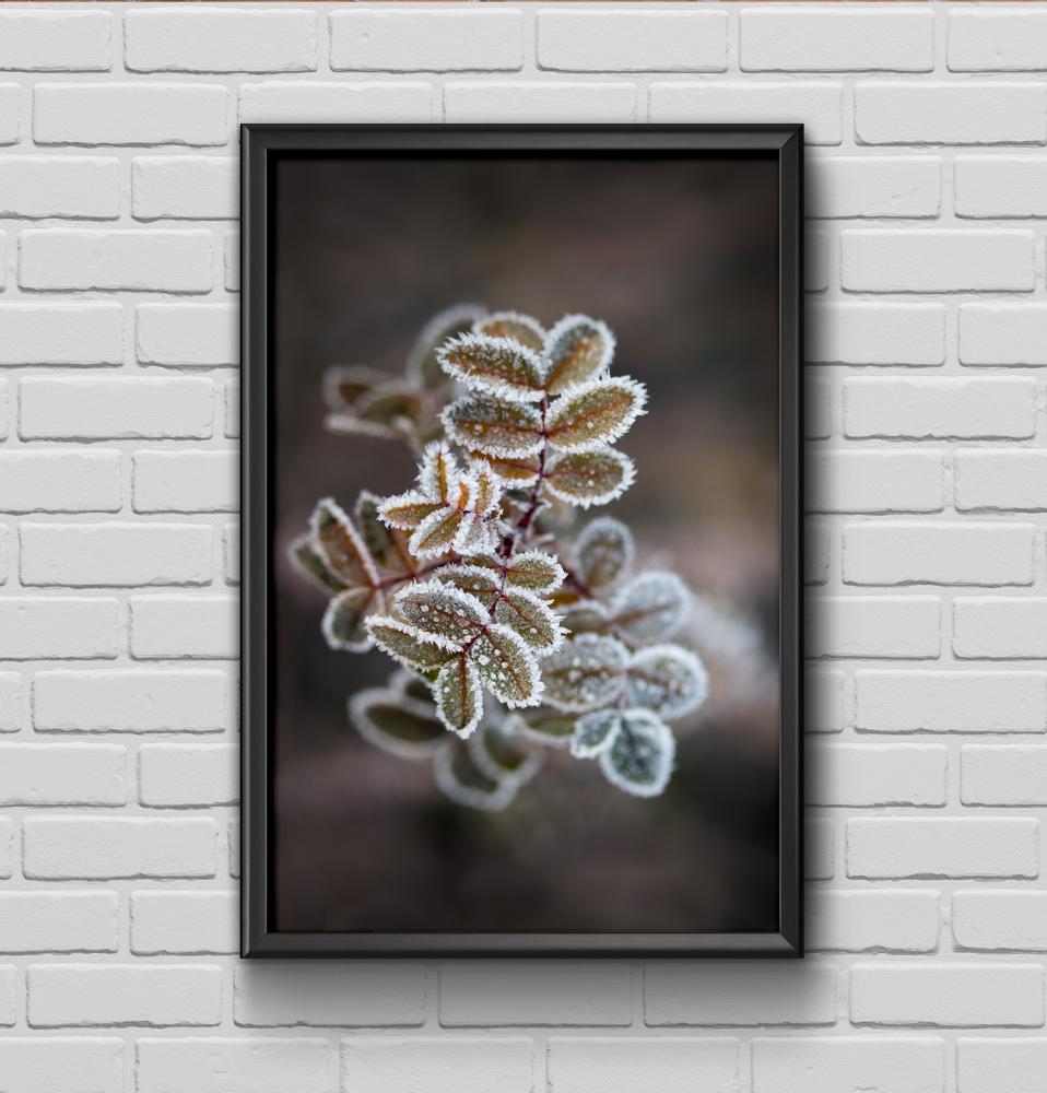 Bildverkstad Frosty rose petals Poster