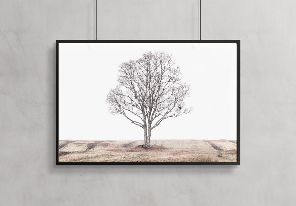 Bildverkstad The lonely tree Poster