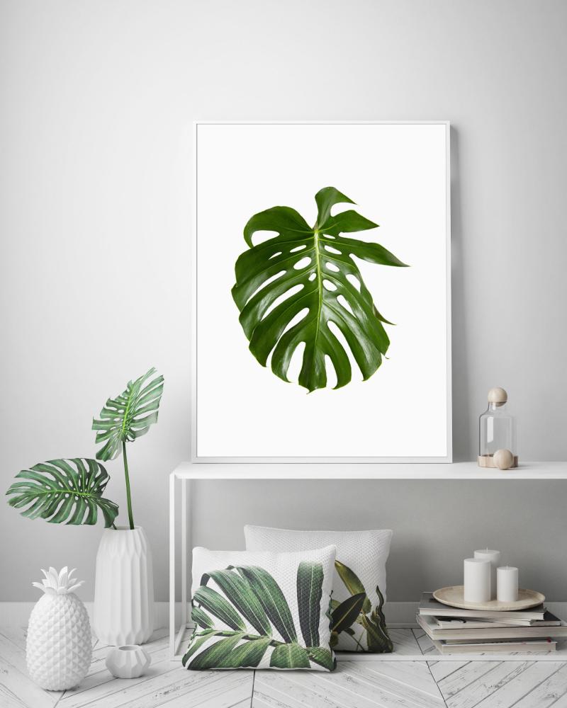 Estancia Monstera