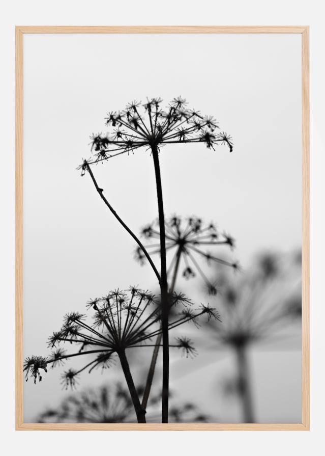 Bildverkstad Black And White Flowers Poster