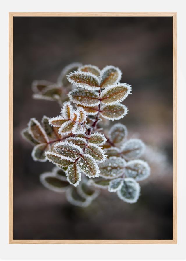 Bildverkstad Frosty rose petals Poster