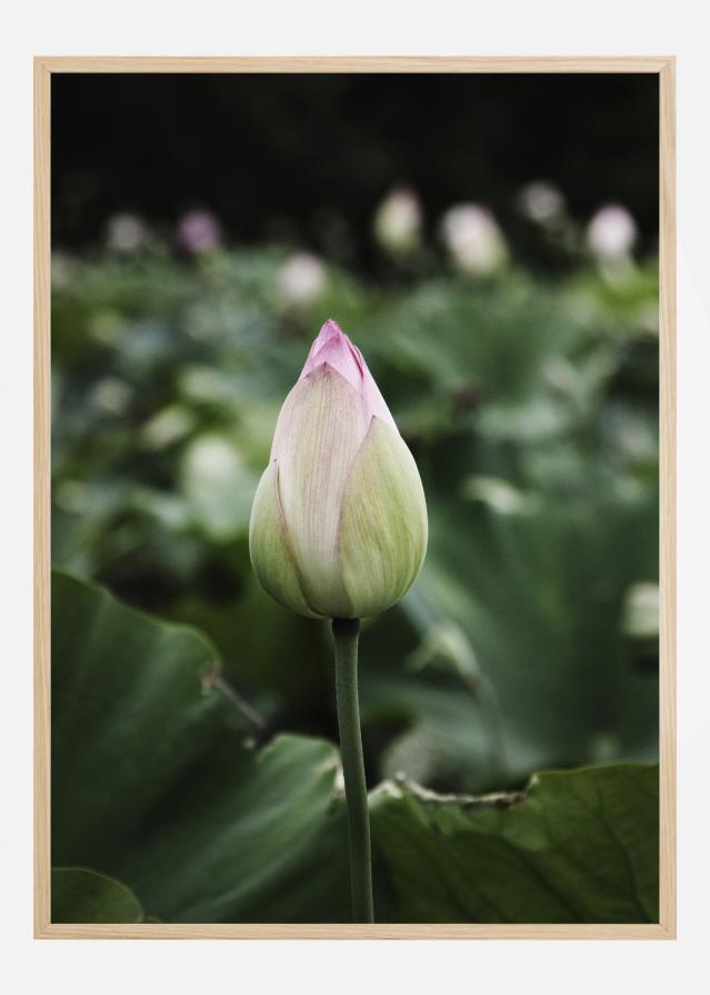 Bildverkstad Peony Field Poster