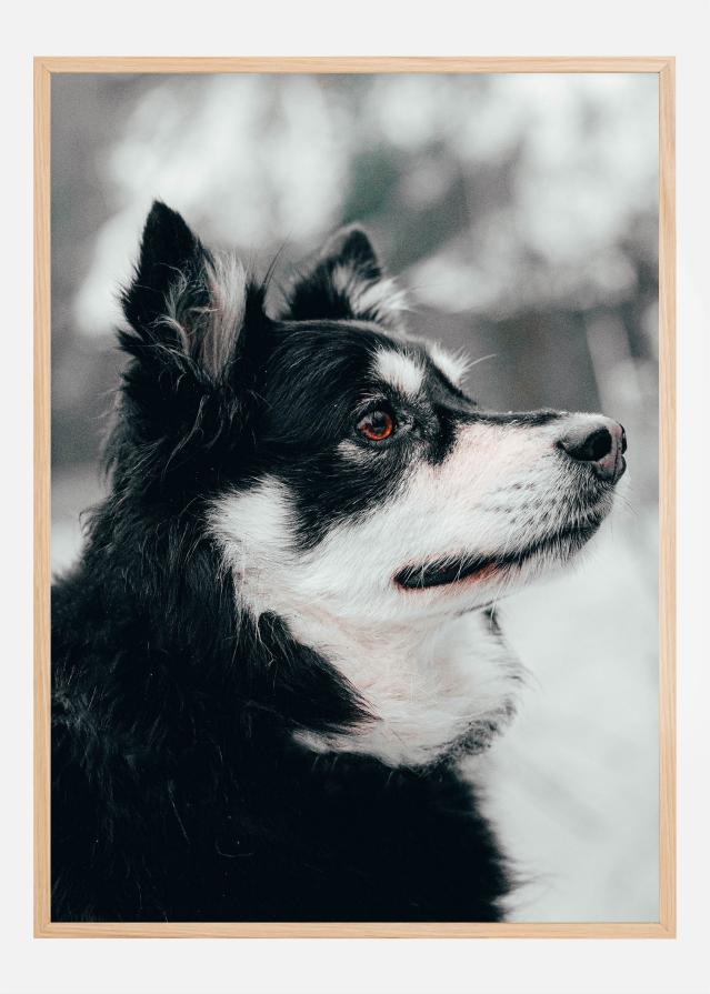 Bildverkstad Finnish Lapphund Poster