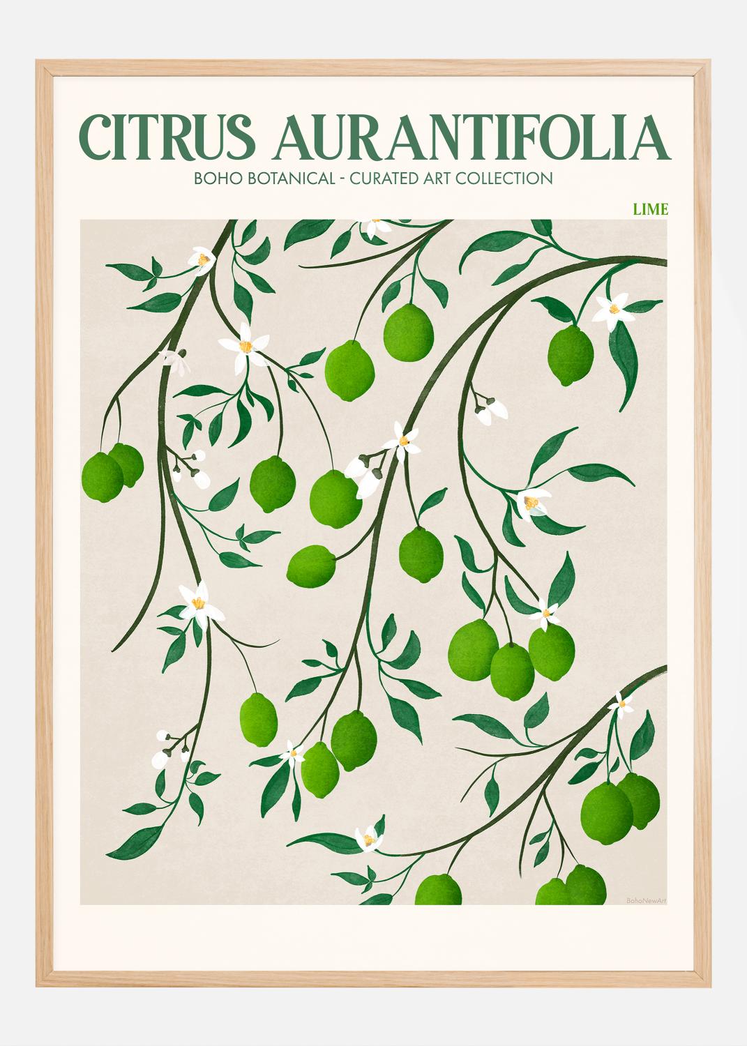 Product Image for Boho Citrus Aurantifolia Poster (21x29.7 cm (A4))