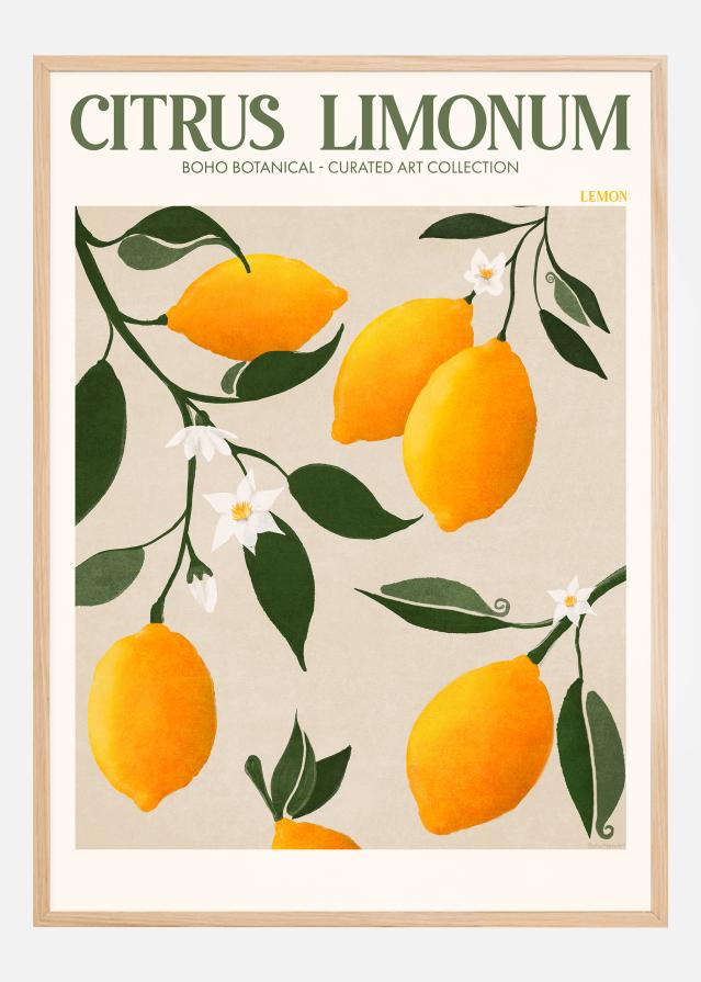 Bildverkstad Boho Citrus Limonum Poster