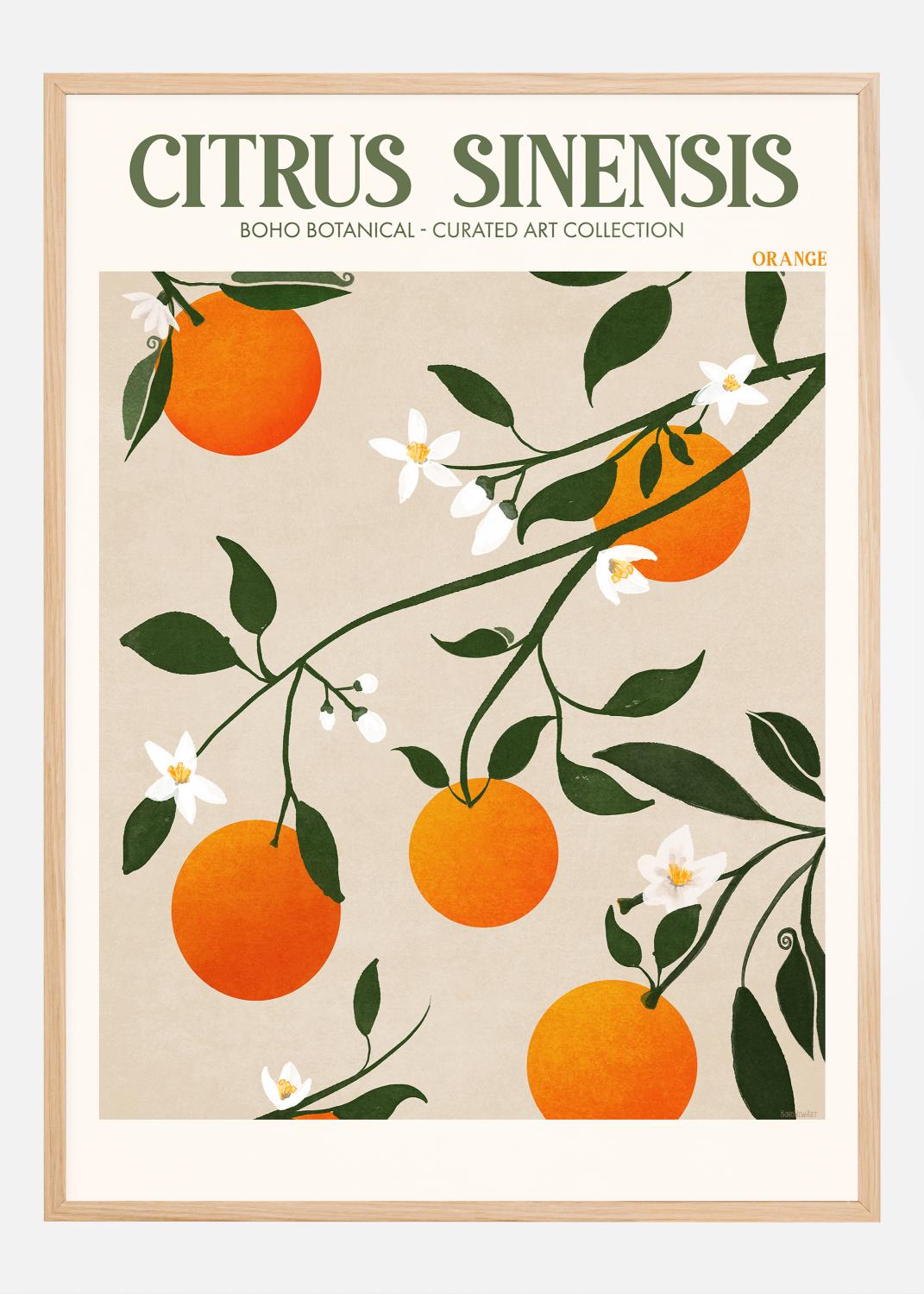 Product Image for Boho Citrus Sinensis Poster (21x29.7 cm (A4))