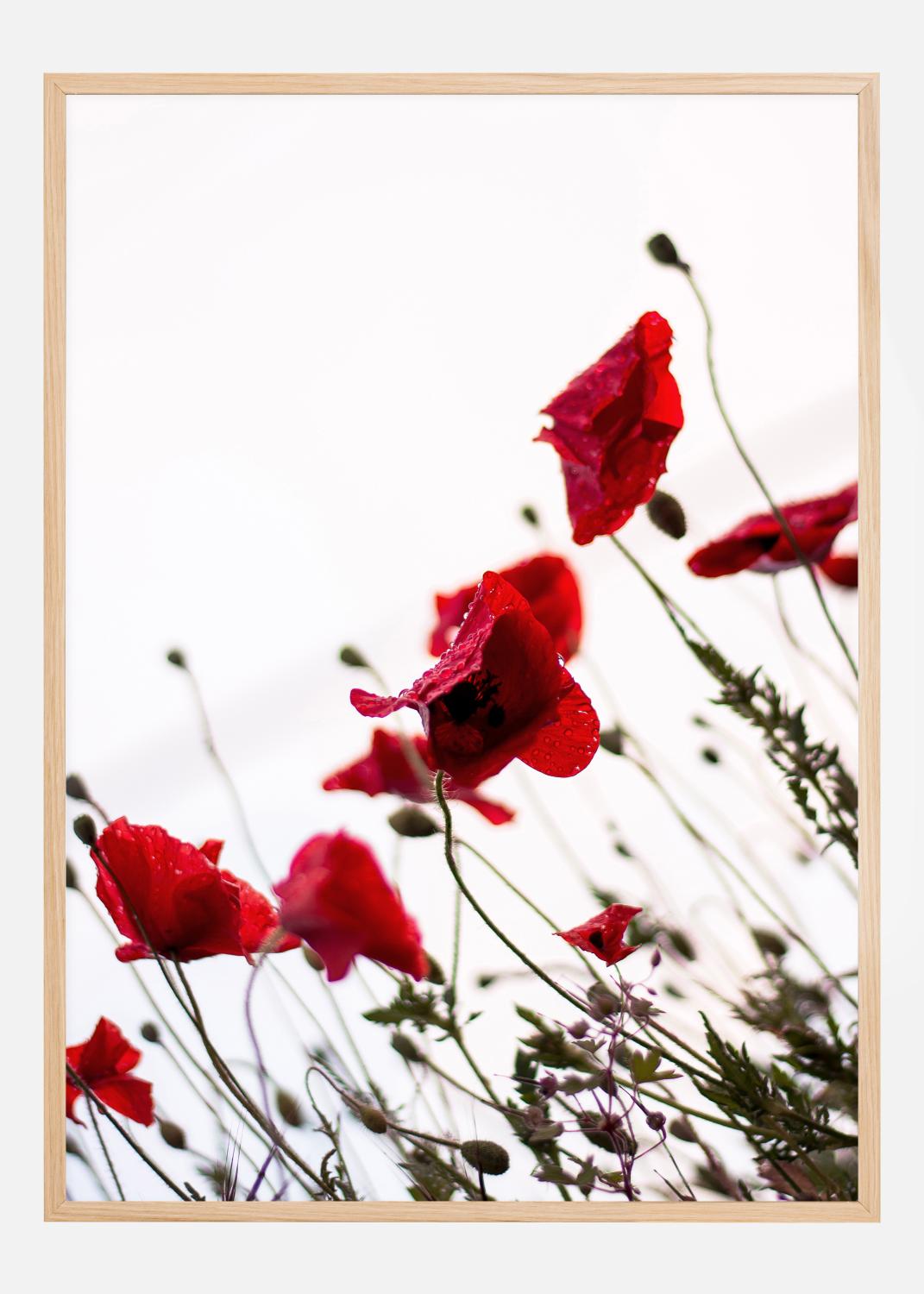 Product Image for Poppy Poster (21x29.7 cm (A4))