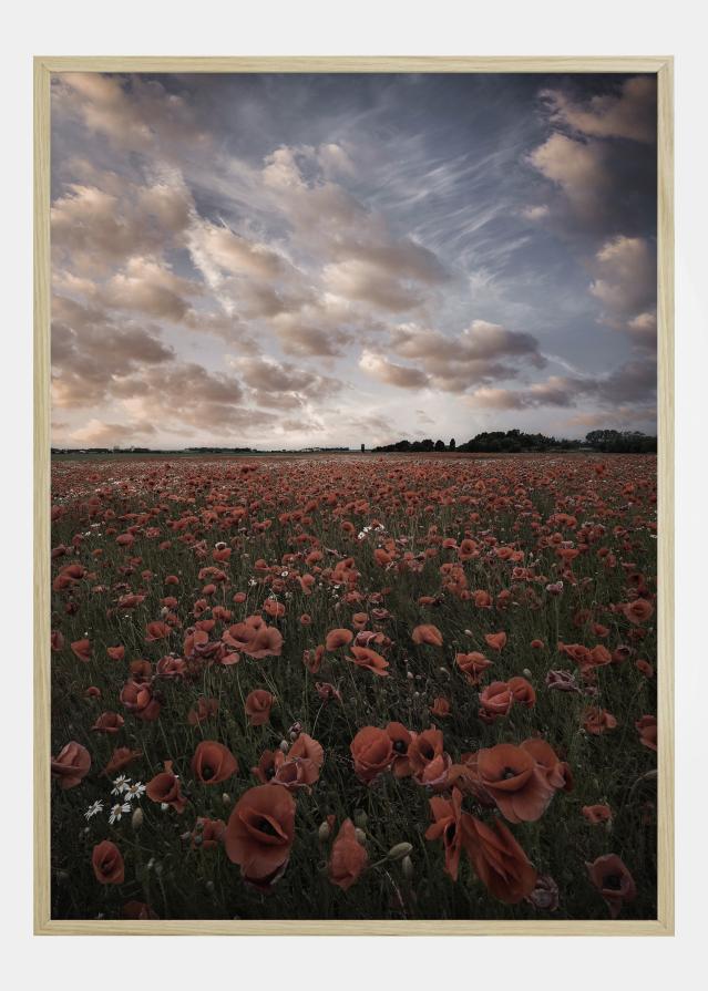 Bildverkstad Poppy Field In Sweden Poster