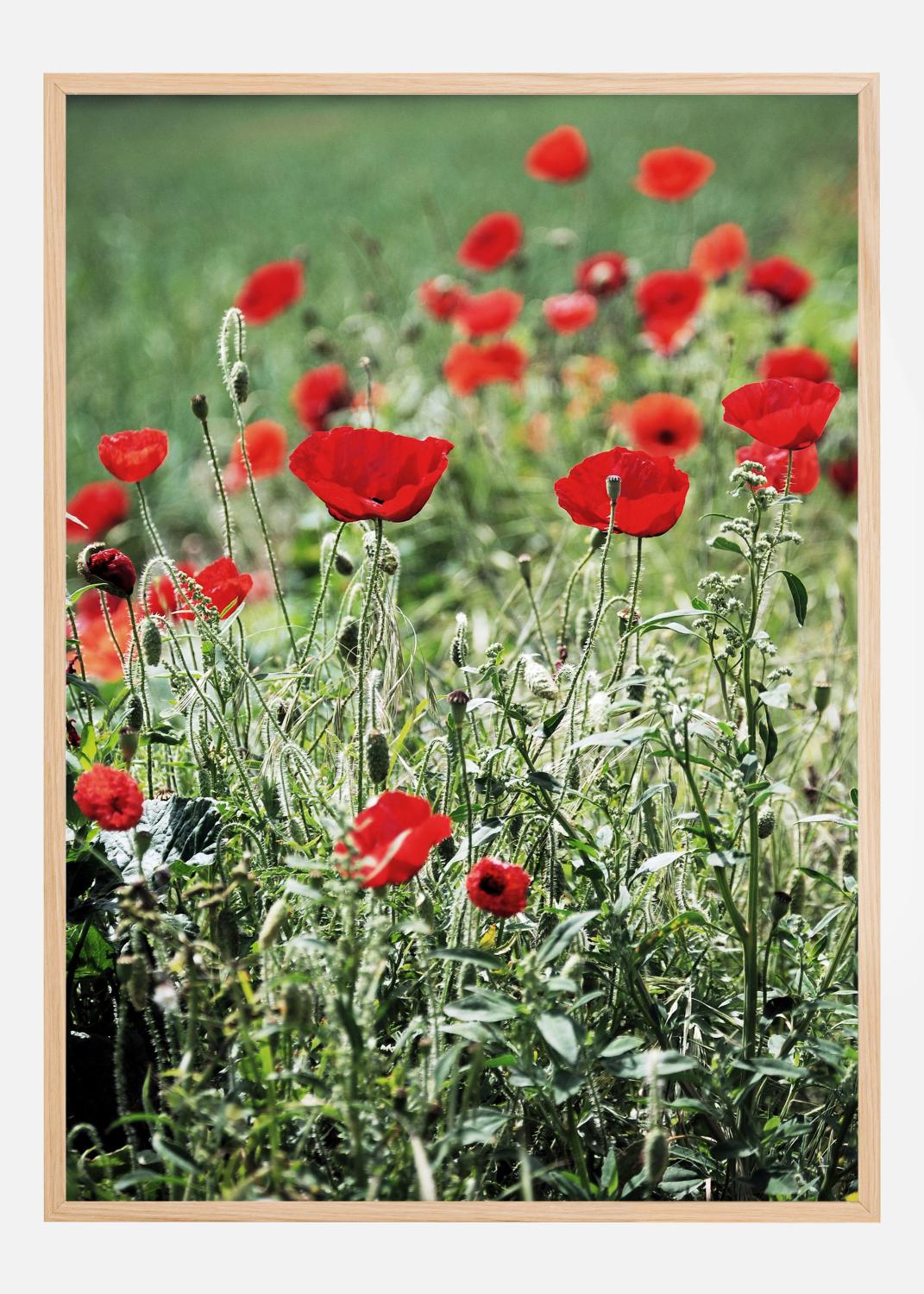 Product Image for Poppy Fields Poster (21x29.7 cm (A4))
