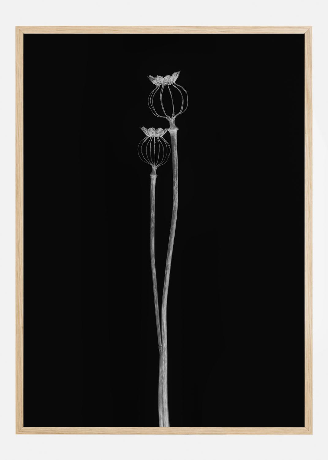 Product Image for Poppy Pods Poster (21x29.7 cm (A4))