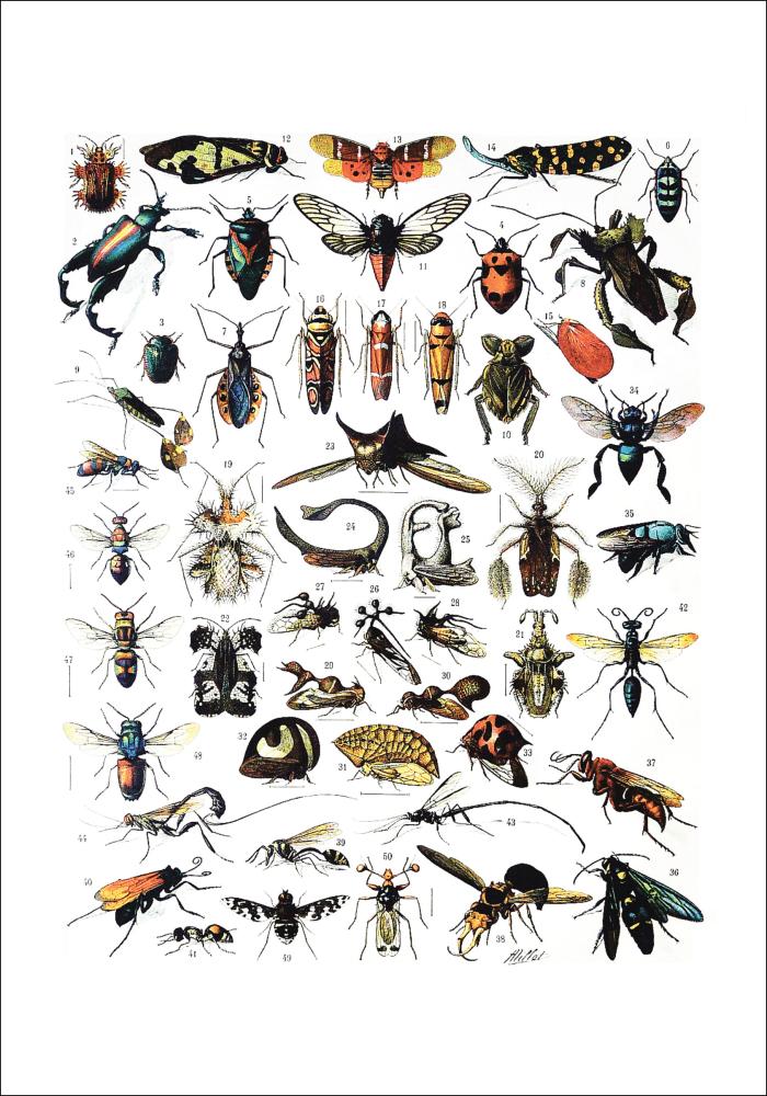 Bildverkstad Insects chart I Poster