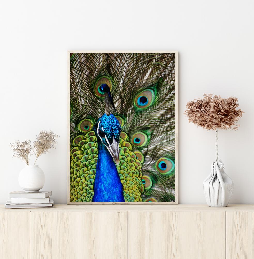 Bildverkstad Peacock I Poster