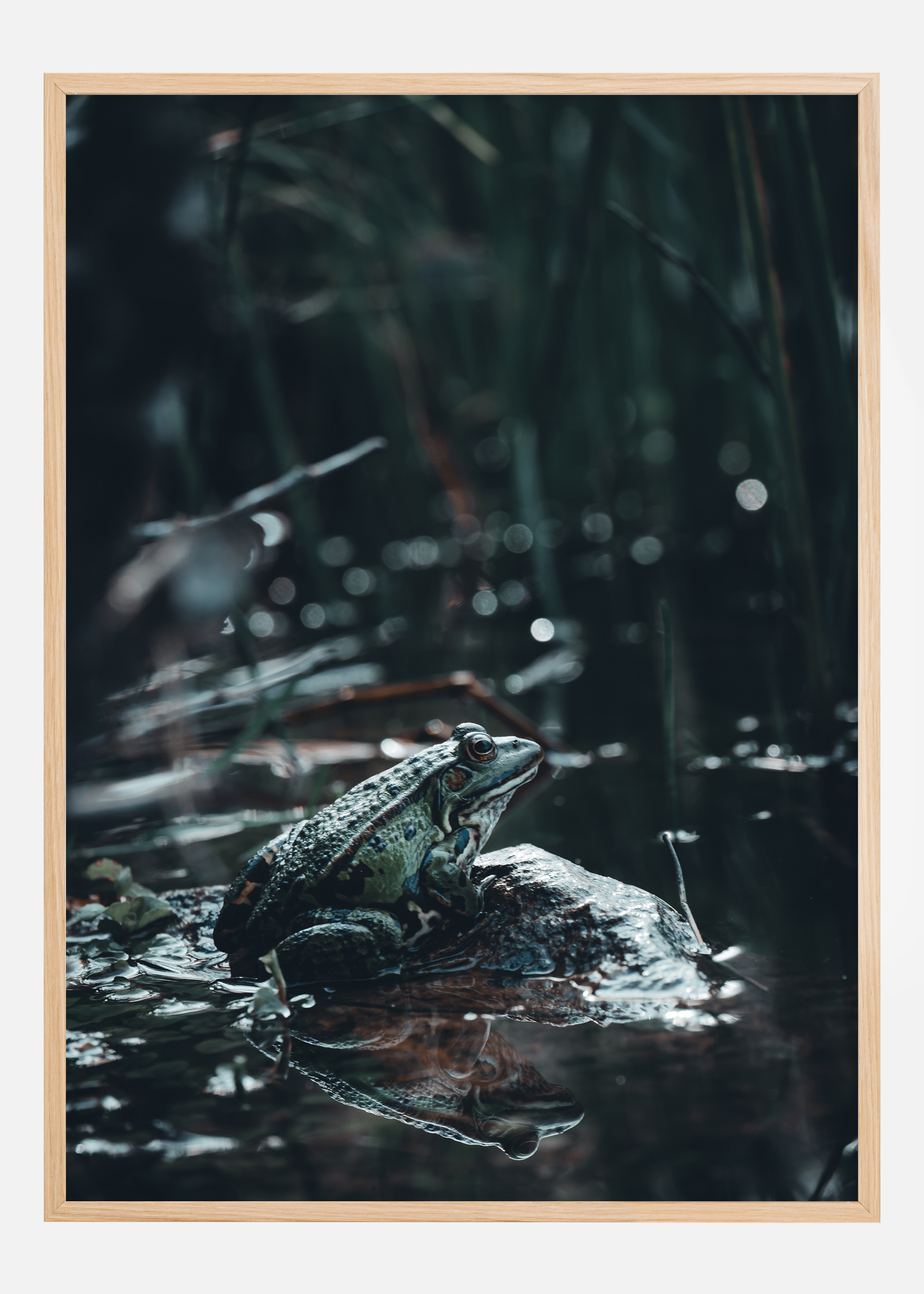 Frog Poster (30x40 cm)